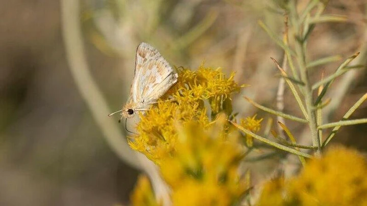 Rare Nevada butterfly proposed as endangered species