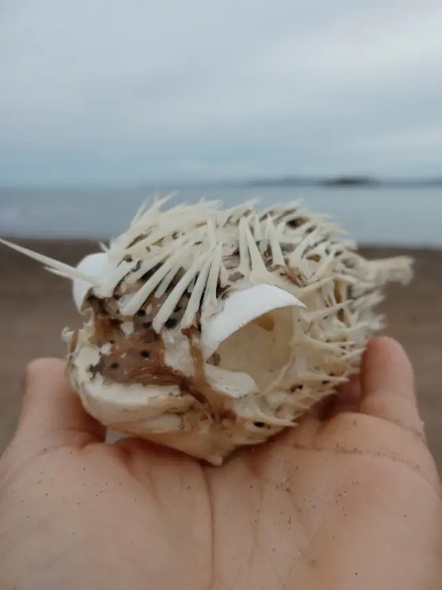 A hand holding a puffer fish skeleton, showcasing its intricate spines and hollow eye sockets with a beach in the background