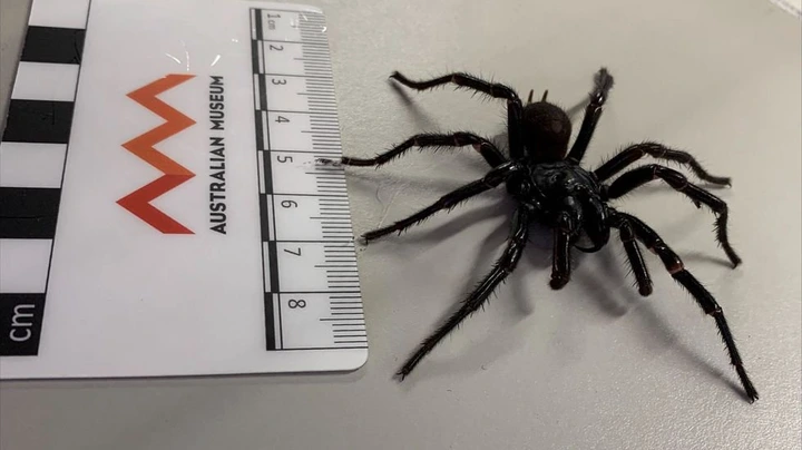 \u200bSpecialists indicated that the spider might be spotted roaming around a garage or bedroom.
