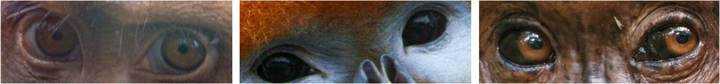 Picture of the eyes of non-human primates. 