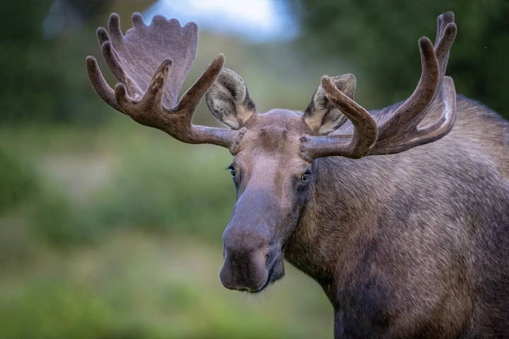 Moose with large antlers standing in a natural setting, facing the camera