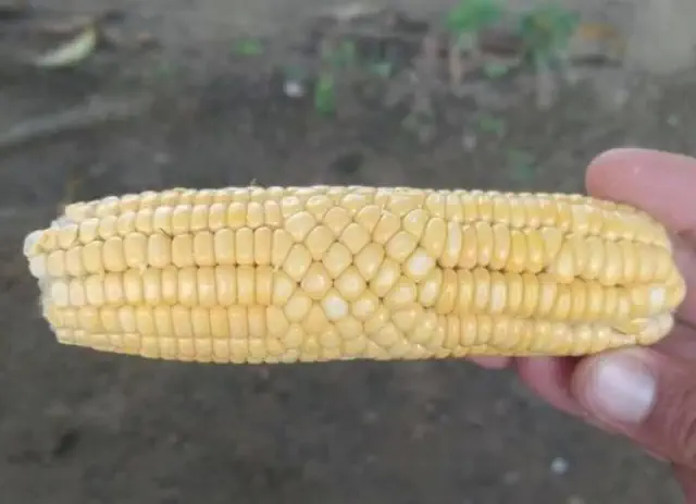 A hand holding a corn cob with an unusual pattern, featuring science-themed humor.