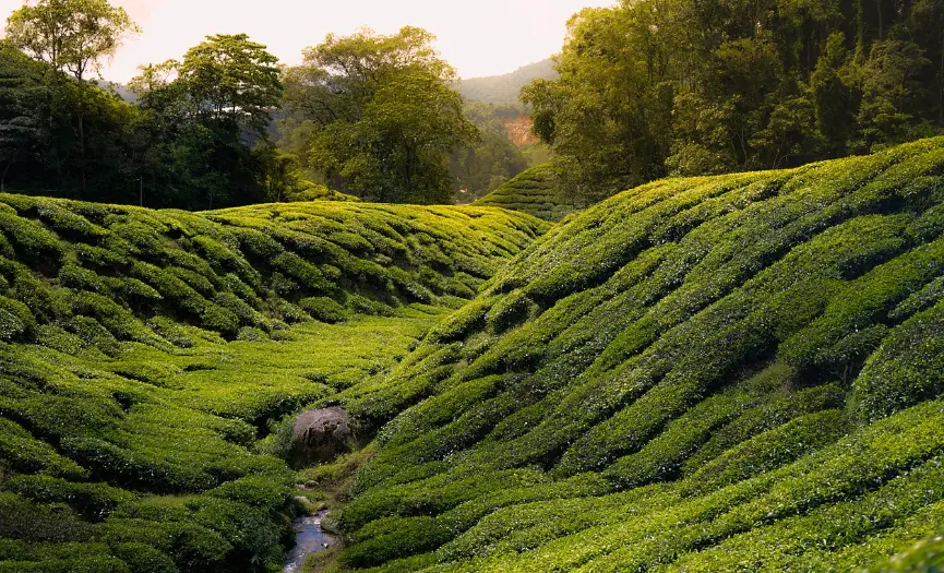 Discover the Enchanting Cameron Highlands, Malaysia