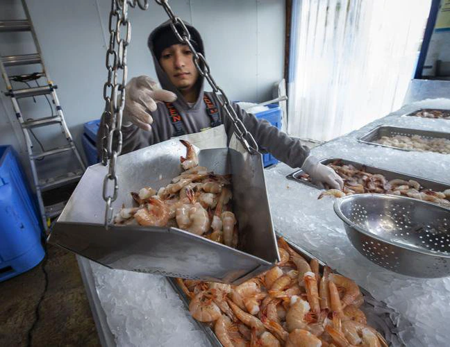 Gulf Shrimp