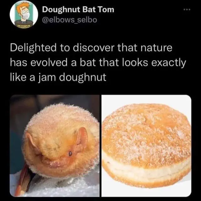 A science meme comparing a fluffy, round bat to a sugary jam doughnut.