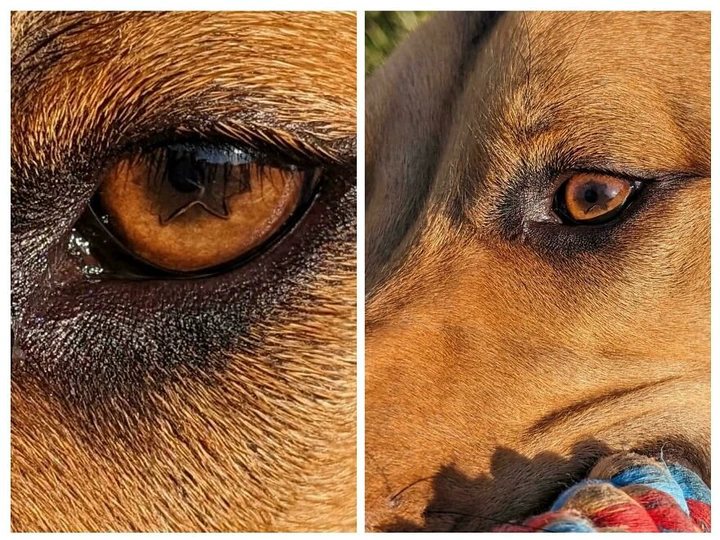 Close-up of a dog's eye resembling a star shape, comparing things that look like other things.