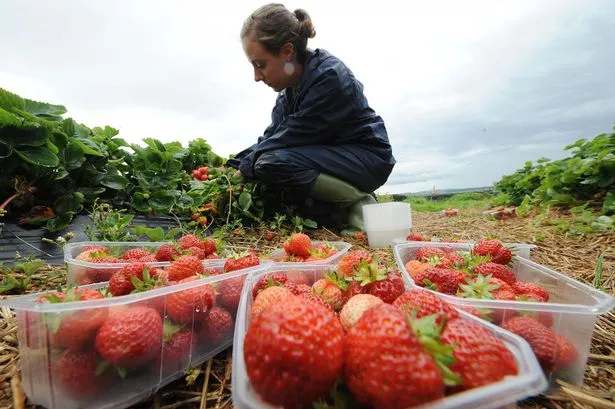 Rising wages and energy bills to hit UK strawberry growers