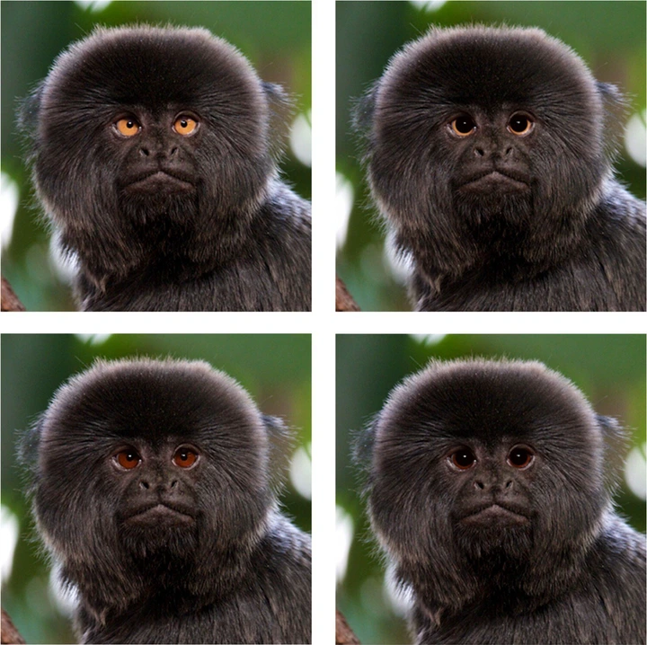 Altered photos of the monkeys. 